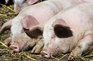 Free Range Prints: Pigs - free range pigs sleeping