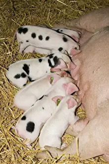 Gloucester Prints: Pigs - Gloucester Old Spot piglets sucking from sow Morteon Show UK