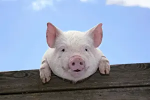 Farm Animal Prints: PIGS. Piglet looking over door