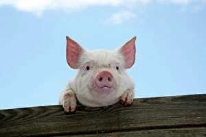 Nose Collection: PIGS. Piglet looking over door
