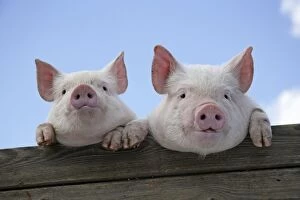 PIGS. Piglets looking over door