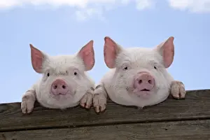 PIGS. Piglets looking over door
