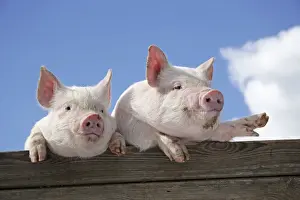 Hooves Prints: PIGS. Piglets looking over door