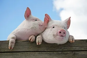 PIGS. Piglets looking over door. One speaking into ear of the other PIGS. Piglets looking over door. One speaking into ear of the other