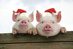 Christmas Hat Collection: PIGS. Piglets looking over door - wearing Christmas hats. Digital Manipulation: JD hats