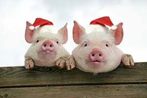 Pigs Prints: PIGS. Piglets looking over door - wearing Christmas hats. Digital Manipulation: JD hats