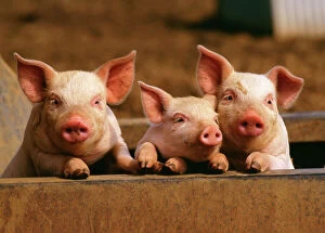 Pigs - three piglets in row
