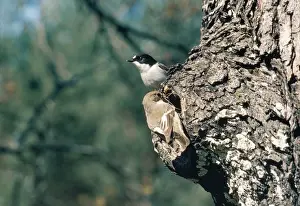Flycatchers Prints: Piied Flycatcher - female nest building & male on look out