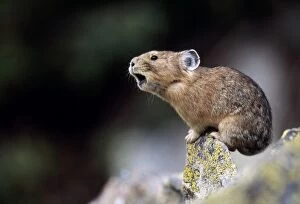 Images Dated 10th March 2005: Pika - Calling to declare territory