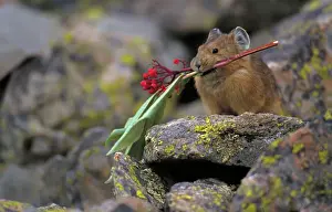 Pika - Colorado - Storing vegetation to be used as food in winter - Inhabits talus slopes and rock slides usually near timberline and high mountains - Lives in colonies - Each pika has a territory within the colony at least in autumn - Related to