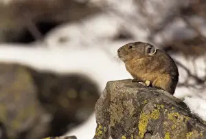 Pika - Colorado, USA - Inhabits talus slopes and rock slides usually near timberline and high mountains - Lives in colonies - Each pika has a territory within the colony at least in autumn - Related to rabbits - Feeds on grasses