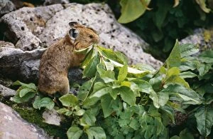 Images Dated 16th November 2005: Pika / Cony - carrying food Talus Slope, near Timberline, Colorado, USA