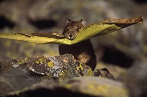 Pika / Cony - Leaf in mouth, storing vegetation to be used as food in winter, stores food in small piles of hay beneath boulders