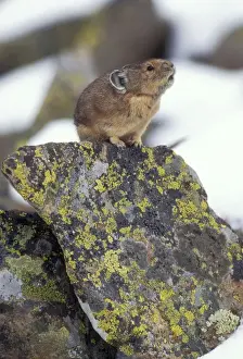Pika / Cony Related to Rabbits. Calling to declare it's territory, Nr Timberline Country, USA