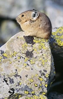 Images Dated 14th March 2005: Pika / Cony - On rock Talus Slope near Timberline, Colorado, USA