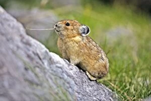 Pika / Cony standing on boulder feeding on dry grass