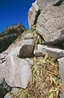 Pika With haypile Mount Rainier NP National Park, Washington, USA