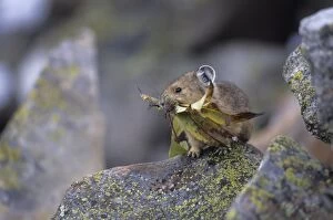 Images Dated 29th August 2006: Pika - With leaves in mouth - Colorado, USA - Storing vegetation to be used as food in winter
