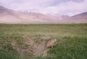 Pika / Mouse Hare - female, by burrow. Looking towards Startsapuk Tso 15, 000 ft in restricted area East Ladakh, Jammu & Kashmir, India