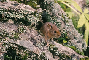 Images Dated 16th November 2005: Pika / Mouse Hare N. Chopra Garhwal, U. P. India