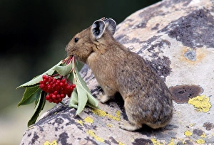 Images Dated 10th March 2005: Pika Near Timberline, Colorado, USA