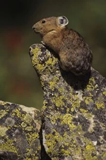 Images Dated 29th August 2006: Pika - On rock - Colorado, USA - Inhabits talus slopes and rock slides usually near timberline