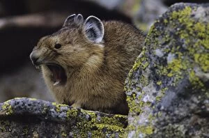 Images Dated 29th August 2006: Pika - Yawning - Colorado, USA - Inhabits talus slopes and rock slides usually near timberline