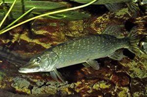 Seabed Prints: Pike, freshwaters, northwest Europe
