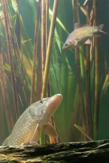 Watching Prints: Pike - in reeds watching prey Bedfordshire UK