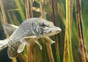Pike Prints: Pike - front view in reeds Bedfordshire UK