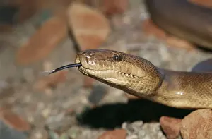 Pilbara Olive Python Purragurra Hill, Western Australia. Fm: Pythonidae