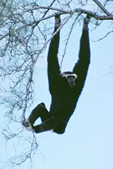 Holding Prints: Pileated / Capped Gibbon WW 3721 Hylobates lars pilaetus © Wardene Weisser / ARDEA LONDON