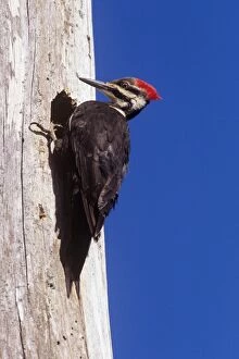 Images Dated 1st March 2006: Pileated Woodpecker