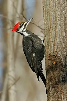 Pileated Woodpecker