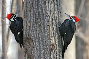 Images Dated 30th January 2007: Pileated Woodpecker