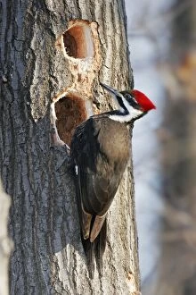 Images Dated 30th January 2007: Pileated Woodpecker