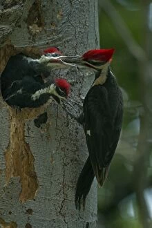 Images Dated 1st June 2014: Pileated Woodpecker adult feeding young