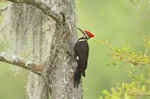 Pileated Woodpecker - On bald cypress tree in southern swamp