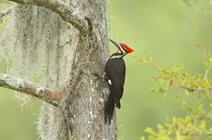 Pileated Woodpecker - On baldcypress tree in southern swamp
