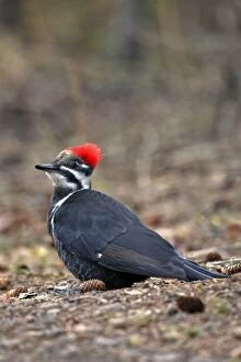 Pileated Woodpecker on forest ground