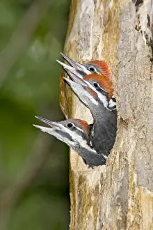 Calling Prints: Pileated Woodpecker nest and young - Connecticut USA June