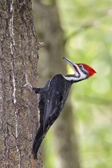 Pileated Woodpecker - pale adult foraging in a northeast for