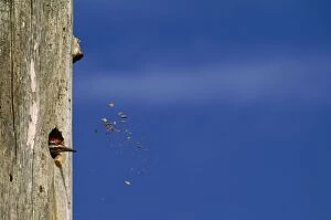 Pileated WOODPECKER - pecking at hole in tree