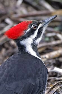 Pileated Woodpecker portrait, closeup