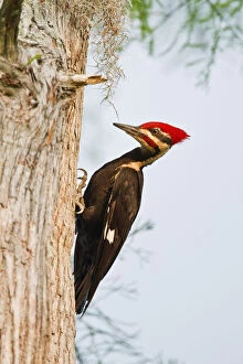 Images Dated 21st May 2012: Piliated Woodpecker (Dryocopus pileatus)