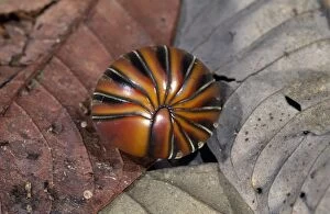 Images Dated 4th January 2012: Pill Millipede - Borneo - order: oniscomorpha