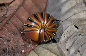 Defence Prints: Pill Millipede - Borneo - order: oniscomorpha