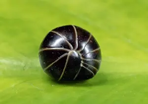 Defence Prints: Pill Millipede - curled up, common in leaf litter. UK