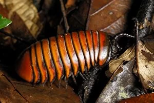 Images Dated 17th November 2007: Pill Millipede - Danum Valley Conservation Area - Sabah - Borneo - Malaysia