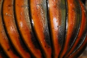 Images Dated 17th November 2007: Pill Millipede - Danum Valley Conservation Area - Sabah - Borneo - Malaysia